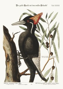 The largest white-bill Woodpecker, 1749-73